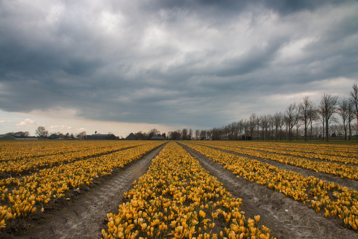 HollaGerda's tweet photo. Krokussenveld onder dreigende lucht in Benningbroek. @WNLVandaag https://t.co/RQIoR8KiXB