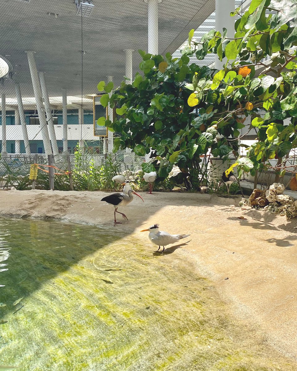 FrostScience's tweet photo. Every day is a beach day at the Sandy Shores exhibit! Enjoy it by visiting the top deck of our three-level aquarium. πββ
βββββββ
#FrostScience #ItsScienceMiami https://t.co/qqZmqqlQ22