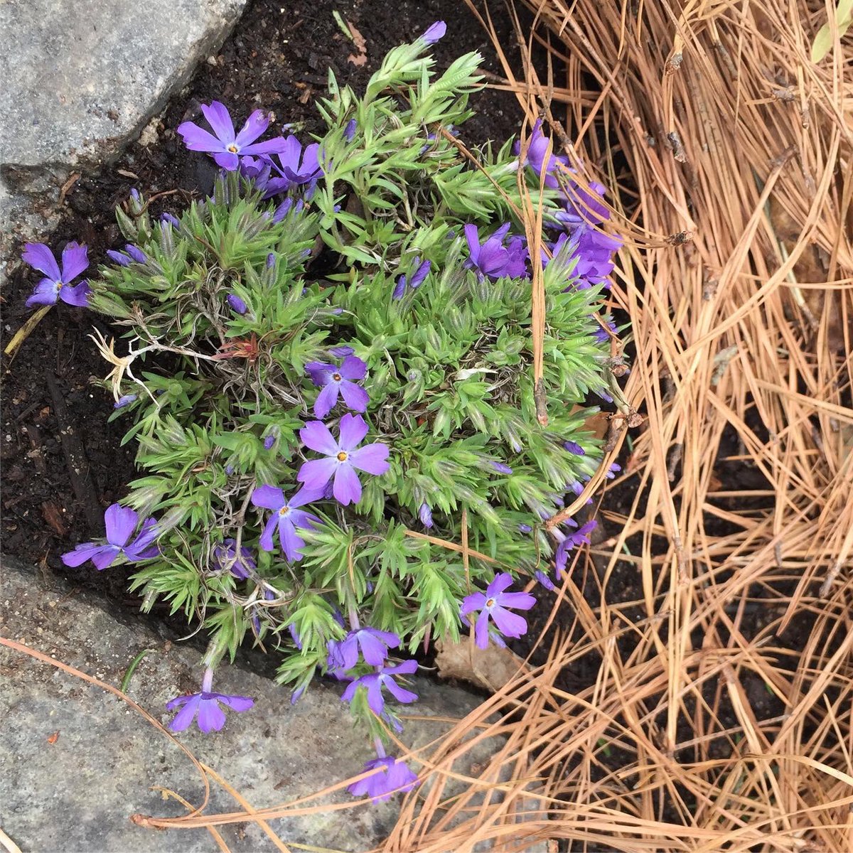 ccrritchie's tweet photo. #Flowers in my yard—
#ncspring https://t.co/THGD6R14fY