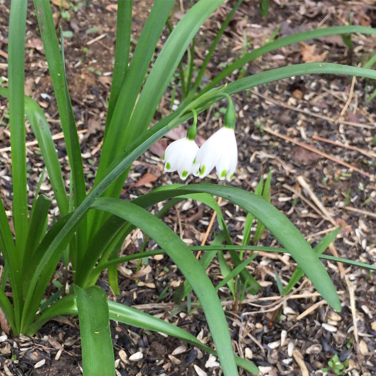 ccrritchie's tweet photo. #Flowers in my yard—
#ncspring https://t.co/THGD6R14fY
