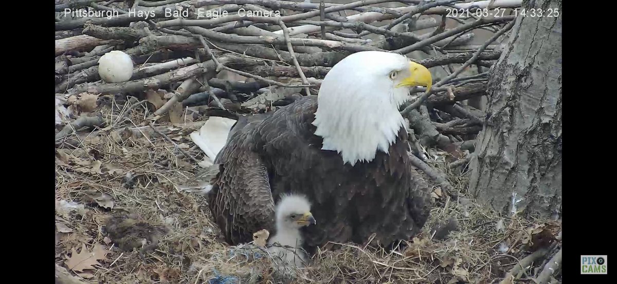 PixCams's tweet photo. The third eaglet has hatched at the Hays nest! We now have H13, H14, and H15! 

Come stop by and say hi, find our Hays eagle cam, and all of our wildlife cams at https://t.co/UiSaZ3Vyxt

#haysbaldesgles #baldeagle #nest #hatchling #pixcams https://t.co/473QTc1zor