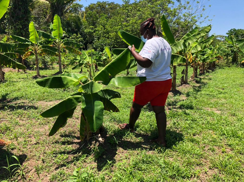 CelisAndres01's tweet photo. “Todas las huertas quedaron bajo el agua y todavía están inundados; ya estamos plantando piña, plátano, yuca y Maguey”.

Preservar y proteger el territorio junto a ellas es una tarea prioritaria para el @ACNURamericas https://t.co/hQq71zeug2