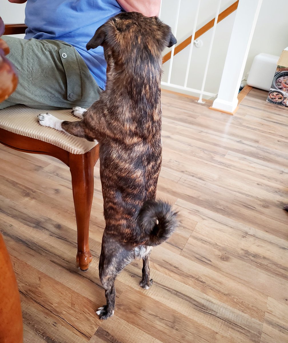 funaek's tweet photo. Monkey &amp; her Hank Hill butt #monkadoodledoo #tinybutt #hankhillbutt https://t.co/6g5roQGVD1