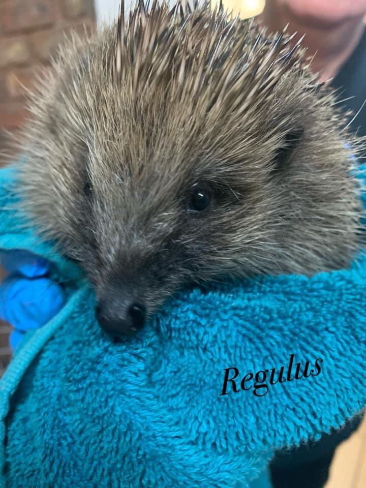 Just a few of the gorgeous hedgehogs that we’ve been able to release over the last few days ❤️

Godspeed #pricklypals 

#OurHedgehogsAreWorthSaving 

#BeTheirAmbulance