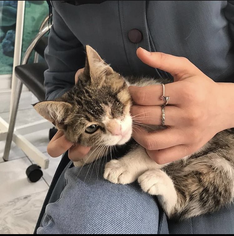 patilerimdentut's tweet photo. Bu kediciği instagramdan takip edenler bilirler, iki haftadan fazla klinikte kaldı. Bugün taburcu oldu 🙏🏻Fotoğraftaki ilaçları kullanması gerekiyormuş destek olan olur mu? Ben klinik borcunu kapattım(750TL) Kediciği evlerinde iyileşene kadar misafir edecekler ❤️ https://t.co/BYkvISxOwr