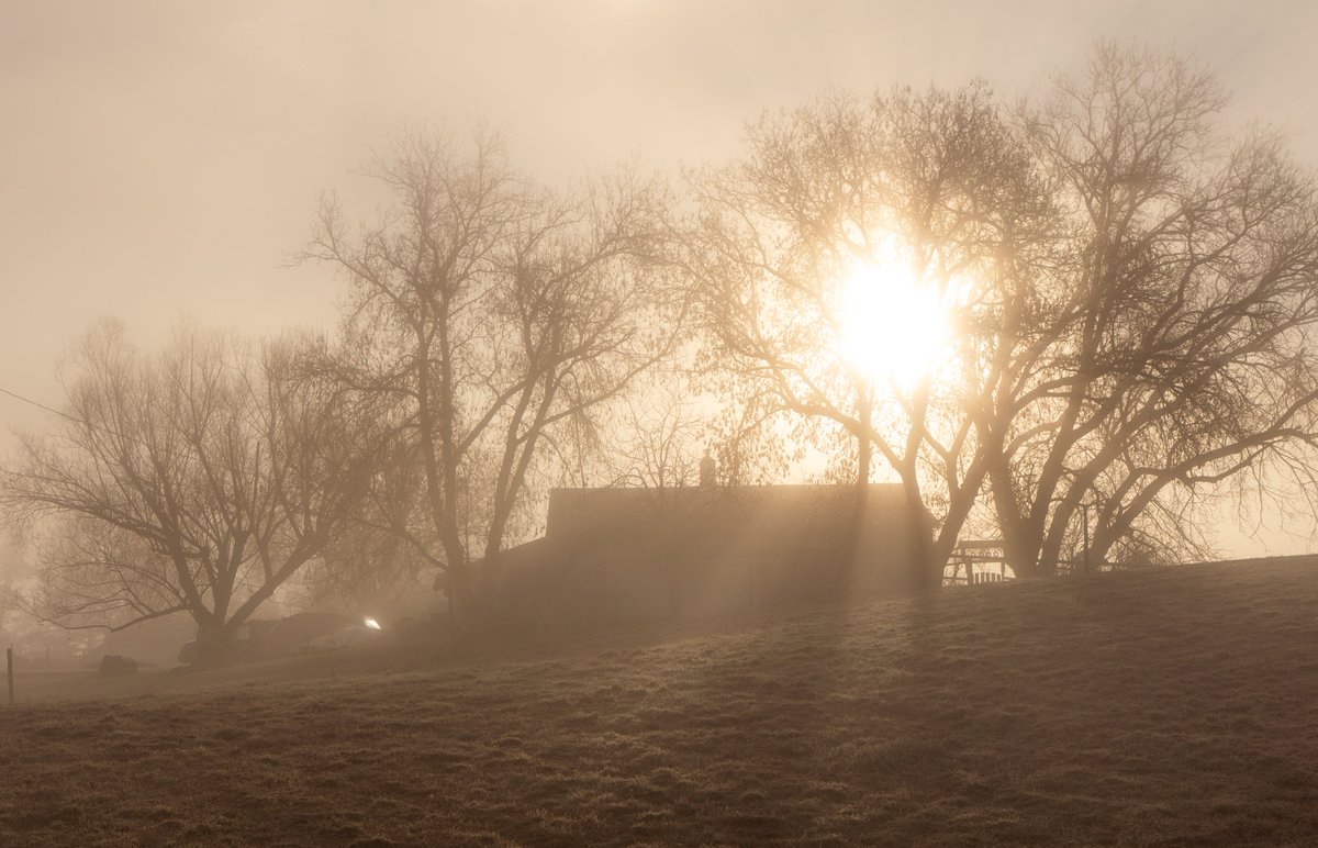 WallaBare's tweet photo. photos from a foggy morning https://t.co/Dm2G5vrjsH