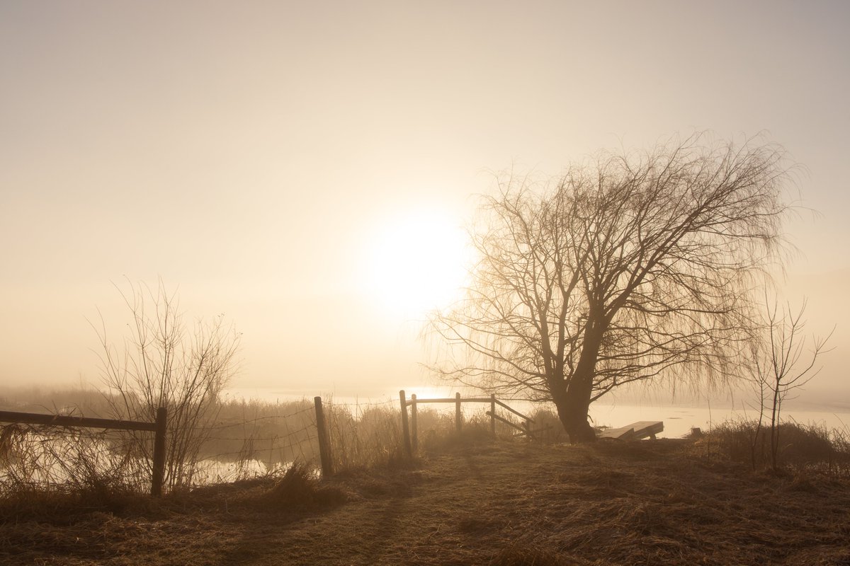 WallaBare's tweet photo. photos from a foggy morning https://t.co/Dm2G5vrjsH