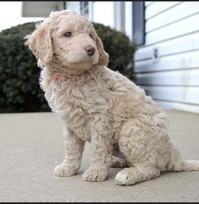 Victoria_oxoox's tweet photo. SURPRISE!! We added 4 more paws to our little family 💕 everyone meet Wrigley 🐶 https://t.co/zfmajFzlwt
