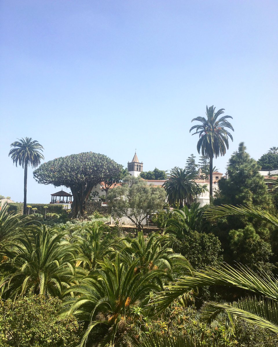 Beautiful Dragon Tree in all its glory🙏🏻💚✨

#tenerife #icoddelosvinos #canaryislands
