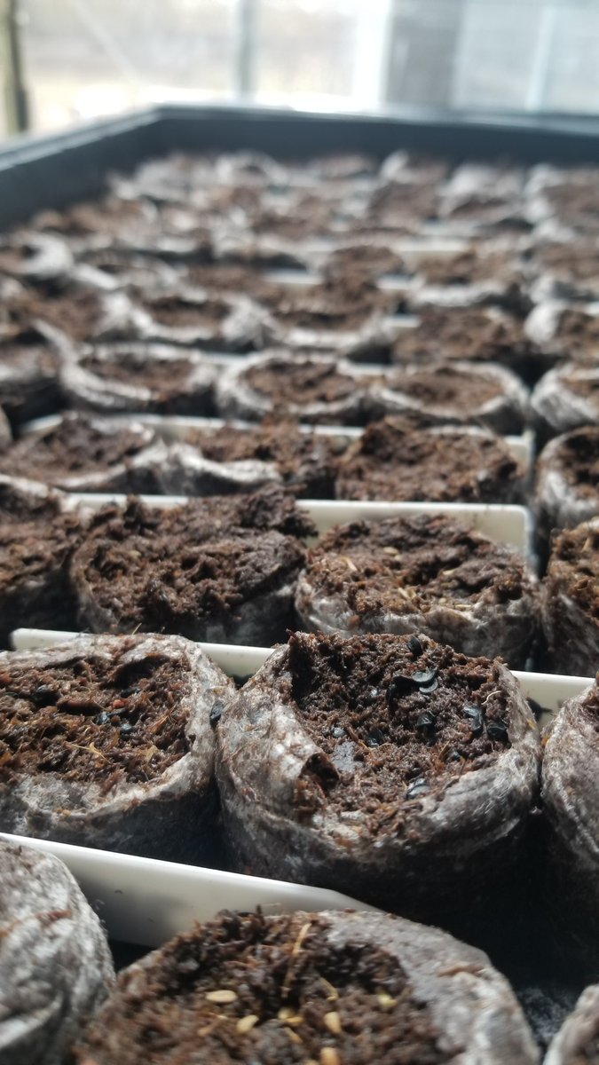 PrairieFungus's tweet photo. started the garden seeds🌱 https://t.co/tHw7ll0knM