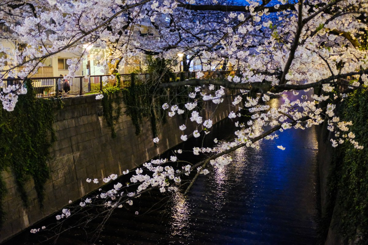 tks_foto's tweet photo. Nakameguro https://t.co/ZEJL46WpMI
