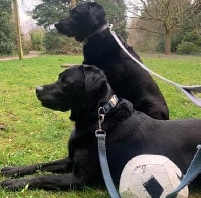 nantwichnews's tweet photo. LATEST: Unconfirmed reports that two black Labradors have been stolen from outside M&amp;S in Nantwich this afternoon, believed reported to @PoliceNantwich https://t.co/5OCQARefGX