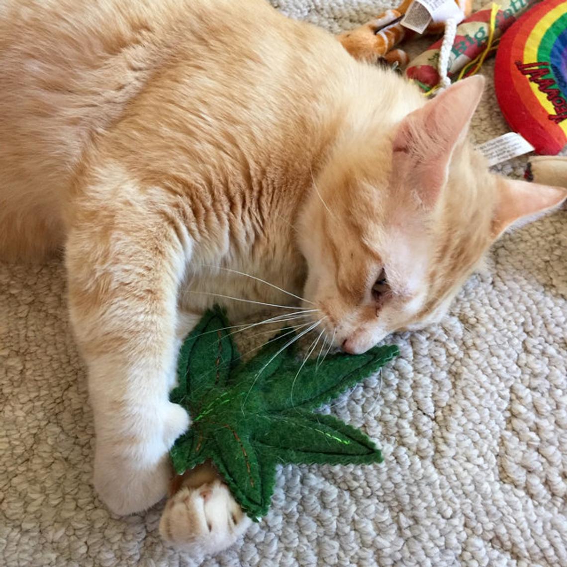 Weed_Genics's tweet image. #Caturday time! This organic catnip-filled, handmade cannabis leaf cat toy is too funny! 
😹😹
(Found on #Etsy at bit.ly/weedgenicscat1)
#HappyCaturday #420life #Mmemberville #CannabisCommunity #IAmCannabis #cannabisculture #cannabislifestyle #etsystore #pettoys #CatsOfTwitter