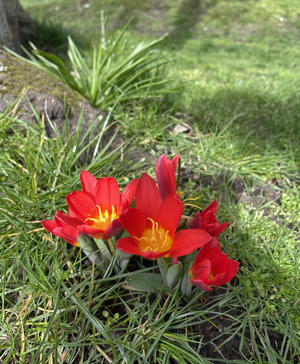 BioscienceOwen's tweet photo. Lovely to see the garden becoming more colourful by the day! #Spring #TwitterNatureCommunity https://t.co/gEKpR1Vunt