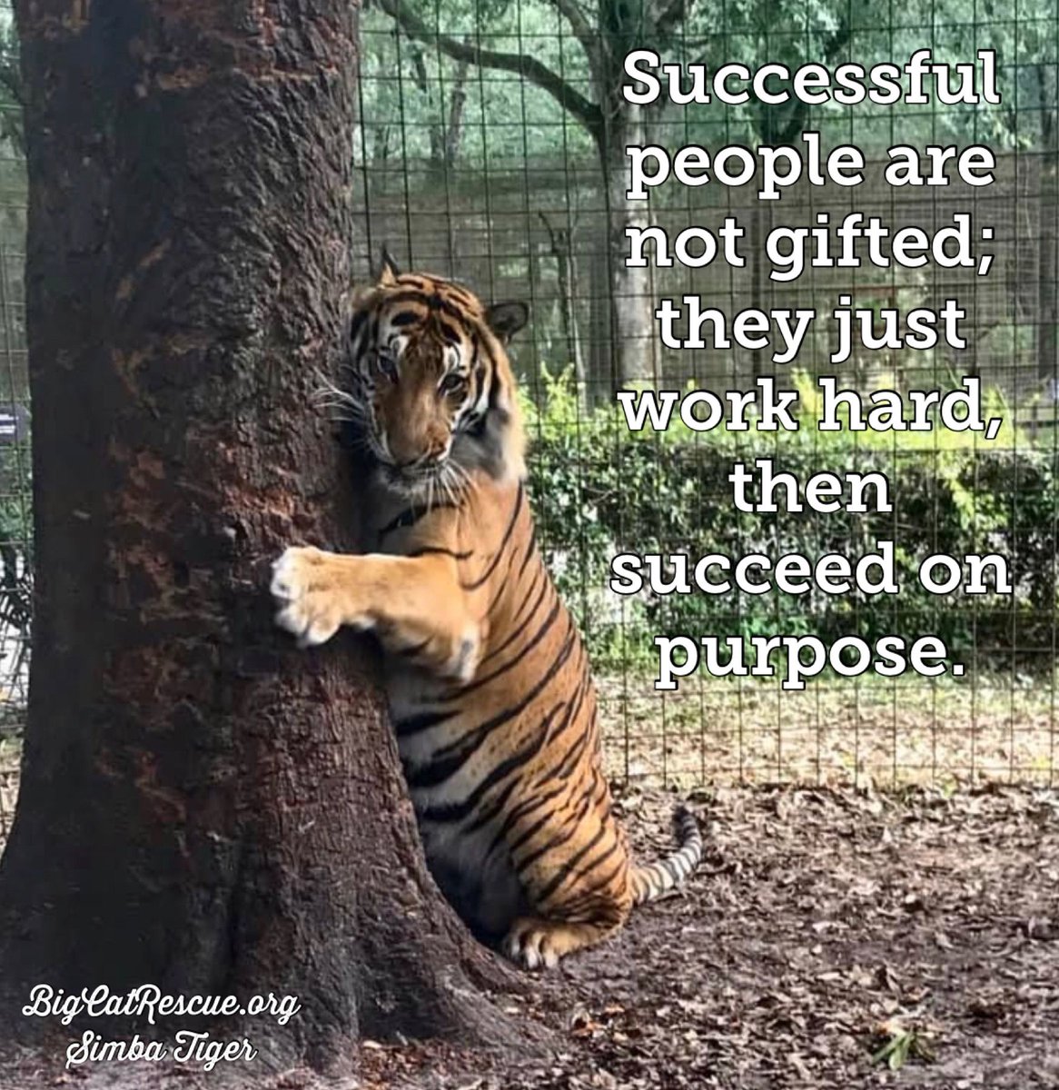 BigCatRescue's tweet photo. “Successful people are not gifted; they just work hard, then succeed on purpose.”

#SimbaTiger #BigCats #BigCatRescue #Inspiring #InspirationalQuotes #QuoteOfTheDay #SuccessQuotes #Memes #Quotes #Tiger #CaroleBaskin https://t.co/Al7QBaR3fZ