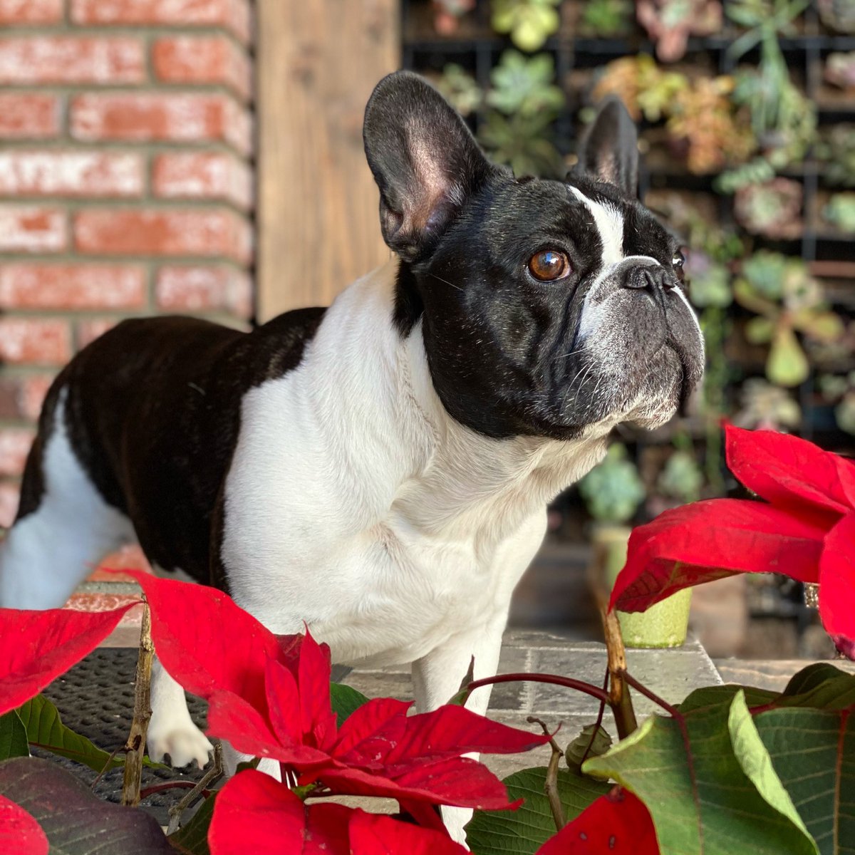 FreddyTheFrench's tweet photo. Out here lookin’ fly AF 🌺 

#handsomedog #frenchiebully #piedfrenchie #piedfrenchbulldog #frenchieobsessed #frenchbully https://t.co/B58jekcvfI