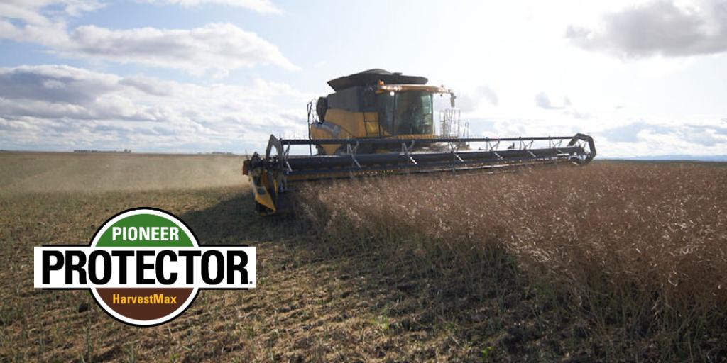 PioneerSeedsCA tweet picture