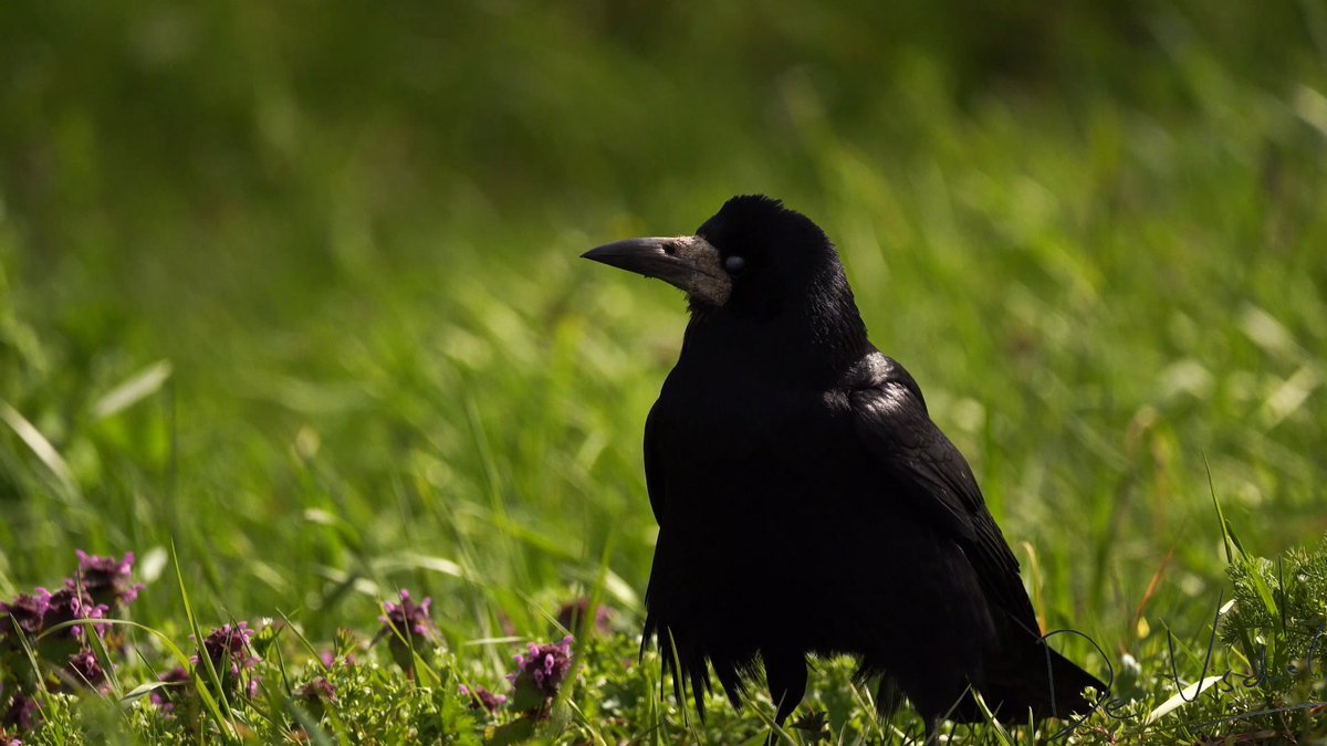 DeVisdief's tweet photo. Langs de A27 kun je bij de laatste pomp voor Gorinchem (vanuit Utrecht) ook prima vogels fotograferen. Bij benzinepomp Scheiwijk je auto parkeren, brood strooien en wachten tot ze neerdalen: de roeken! Ik bezocht de kolonie vandaag: https://t.co/wJp7O7lcpL #roeken #A27 #Scheiwijk https://t.co/XX1w4EHIfw