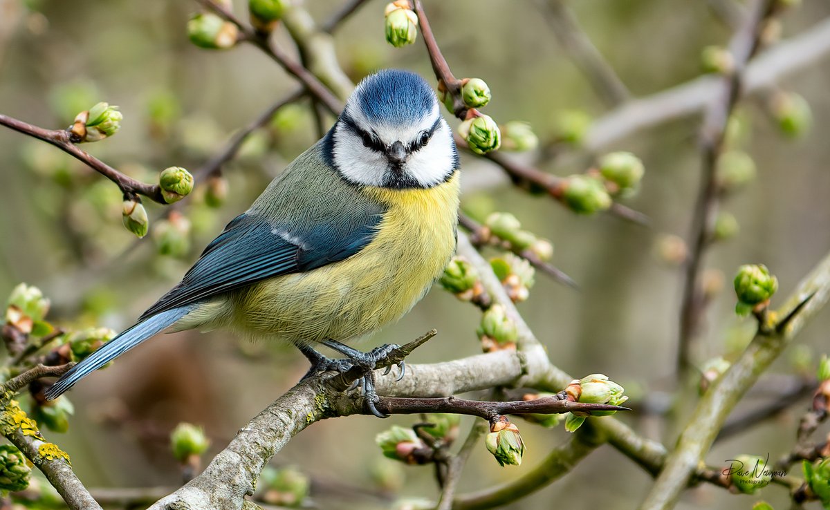 DaveSpherical's tweet photo. Jeezzz mate, i was only taking your lovely little picture #deathstare #lookscouldkill the #bluetit #birdphotography #attitude #bird #birds #TwitterNatureCommunity #TwitterFamily #TwitterFriends 🤣🤣 https://t.co/PL0SUwRnPQ