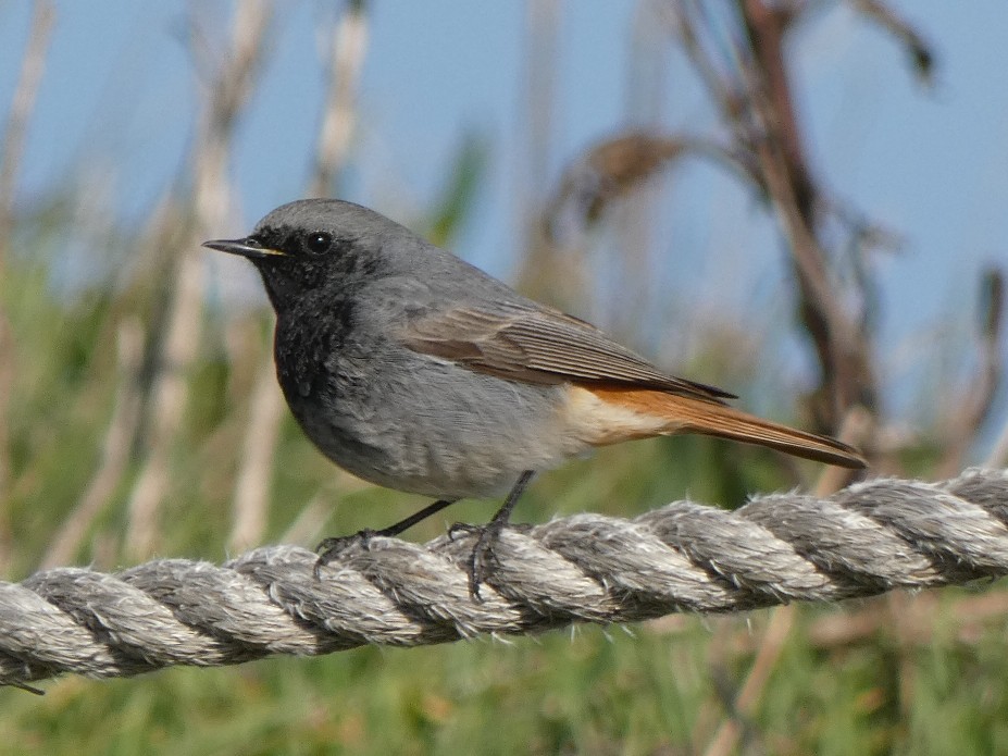 MarkClements27's tweet photo. Black Redstart at West Runton this morning https://t.co/a3mW3bsqsb