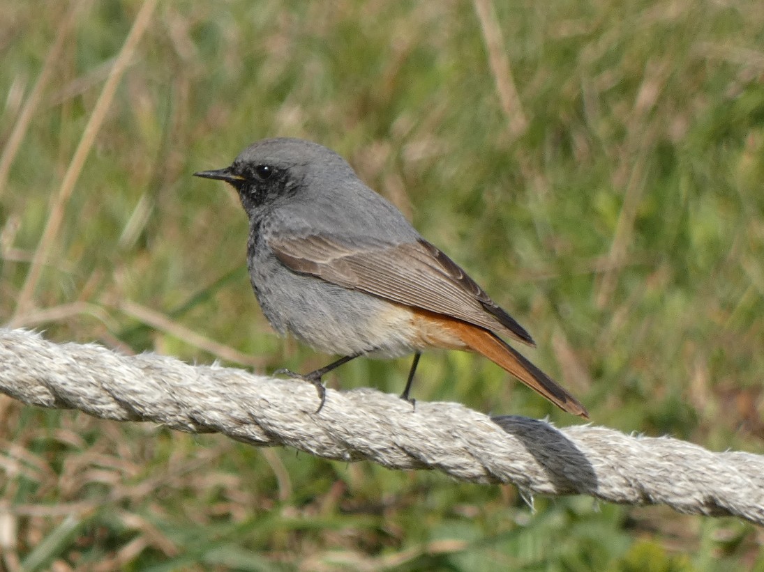 MarkClements27's tweet photo. Black Redstart at West Runton this morning https://t.co/a3mW3bsqsb