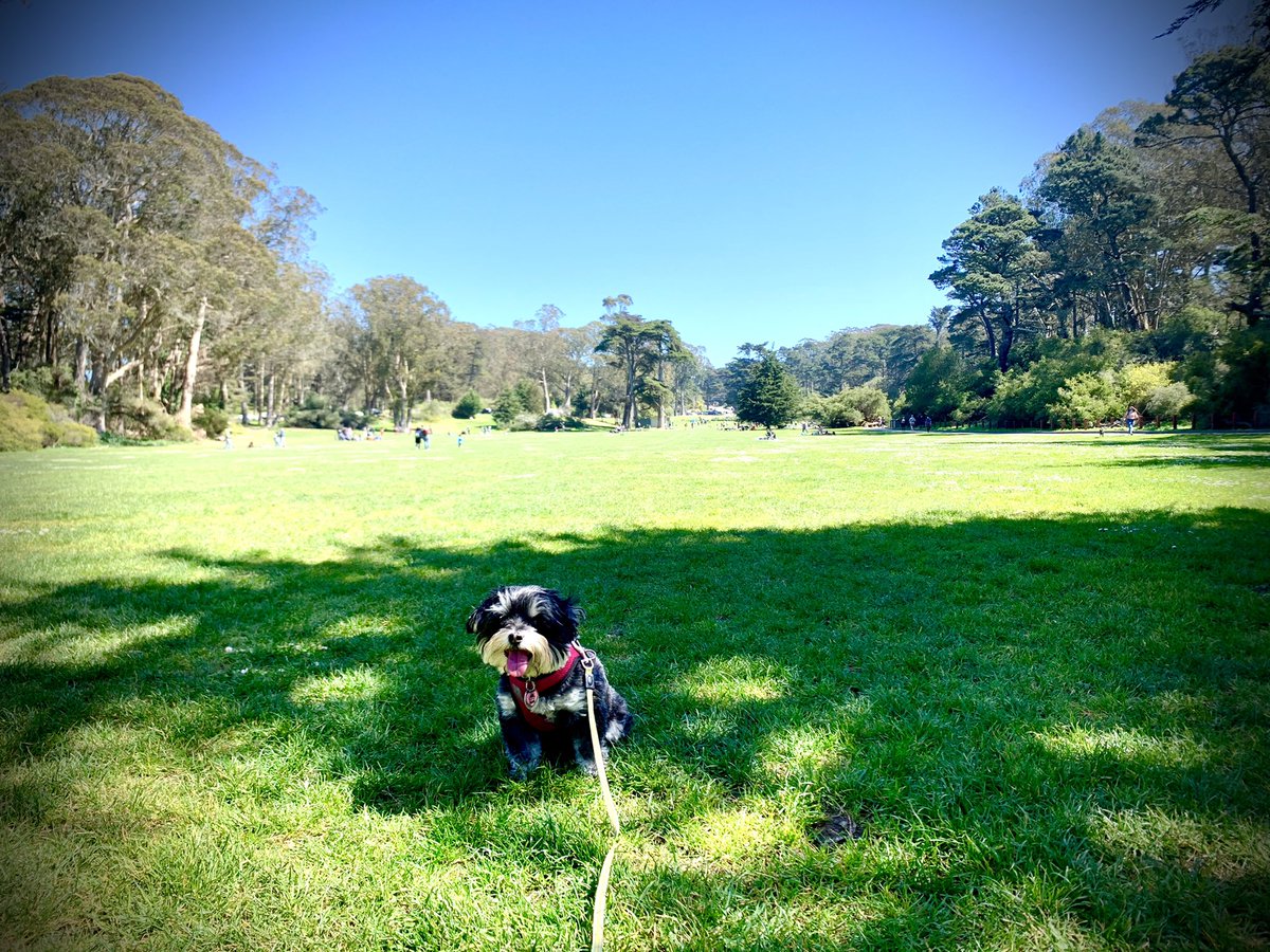 joelriddell's tweet photo. Lola found some shade in #GoldenGatePark! Feeling grateful w @robtmoon - #SFParksAlliance #RecParkSF #ggp150 https://t.co/C7YU9zMfGG