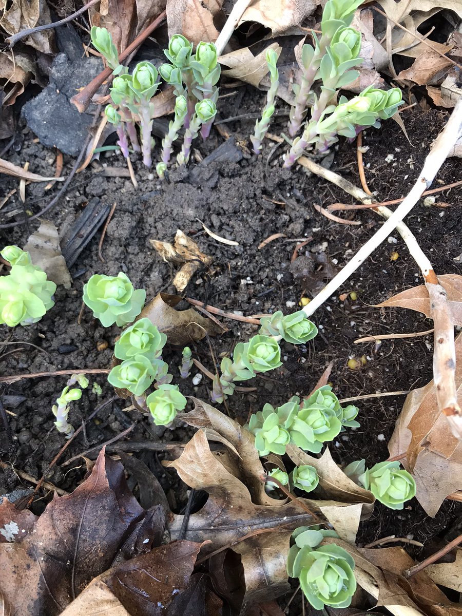 DigBitchDig1's tweet photo. Forgot what this is. Some kind of stonecrop. Wasn’t there three days ago. #garden #spring #heybitch https://t.co/XHkYCxpqn5