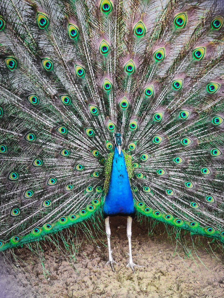 Vishalkadiri's tweet photo. Never ignore the nature, it has millions ways to surprise you. https://t.co/eGNZINYLGn