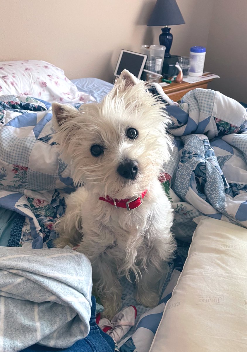 Honestly if he got any cuter, my heart would burst. Love this dog so much. 😭♥️