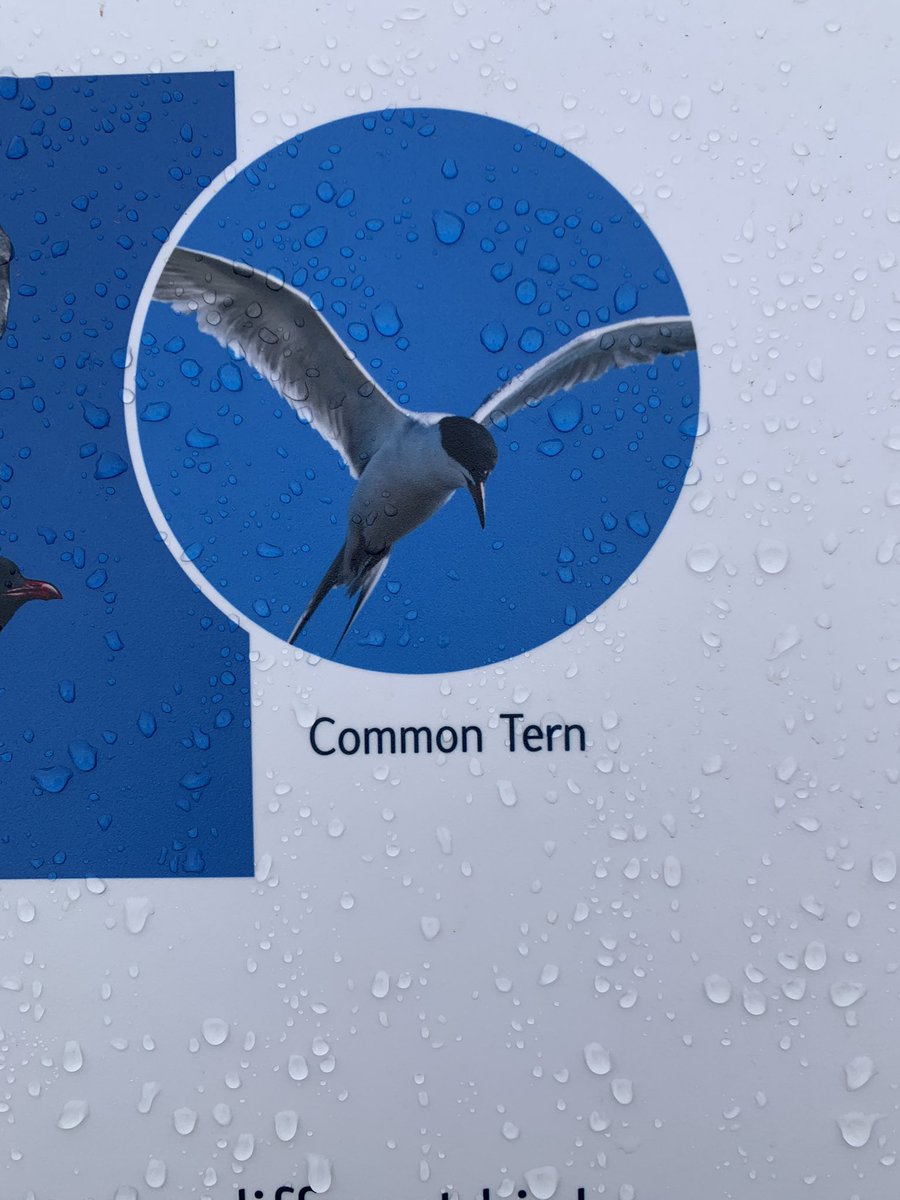 Alberta Birding tweet media