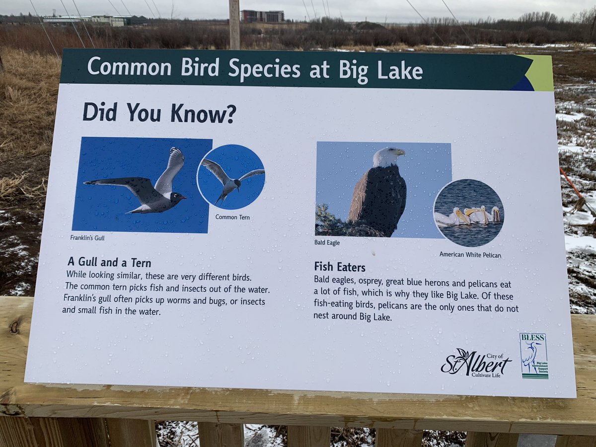 Alberta Birding tweet media