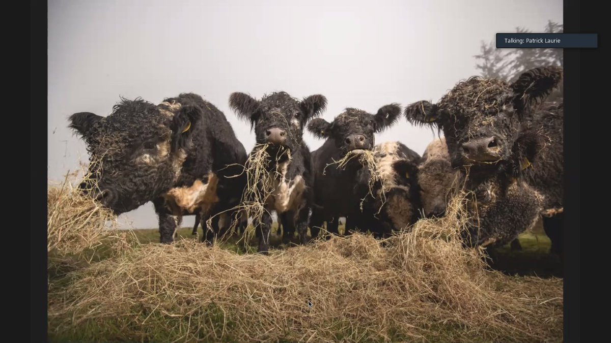 IndiesWee's tweet photo. Thanks to everyone who has joined our #WeeNatureFest events today. To reward you, here is one final picture of @Gallowaygrouse's Riggit Galloways to brighten the rest of your evening. See you again tomorrow from 10:30am!
#Native #NatureWriting #ChooseBookshops @BirlinnBooks https://t.co/ySPQJcVaGK