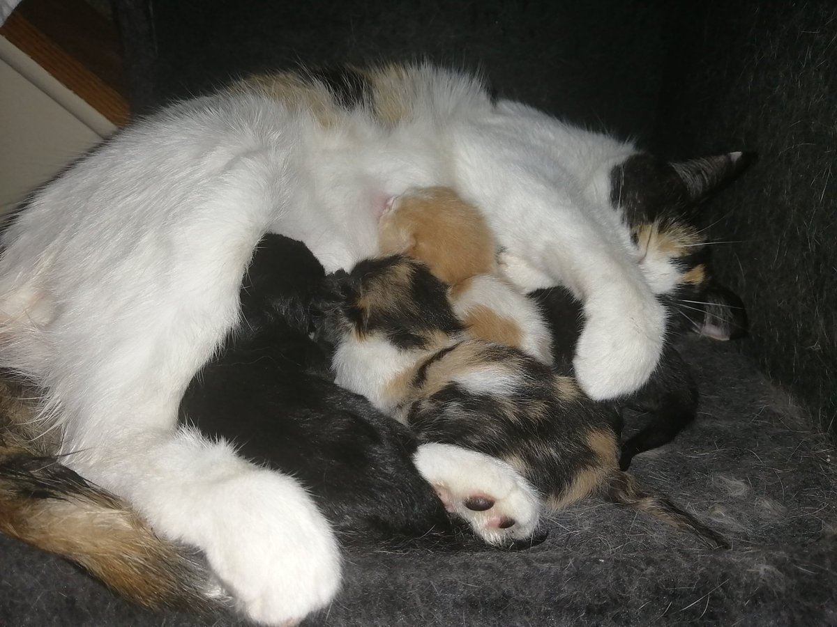 RedBarronDesign's tweet image. Today I am a proud grandfather to four little furbabies!