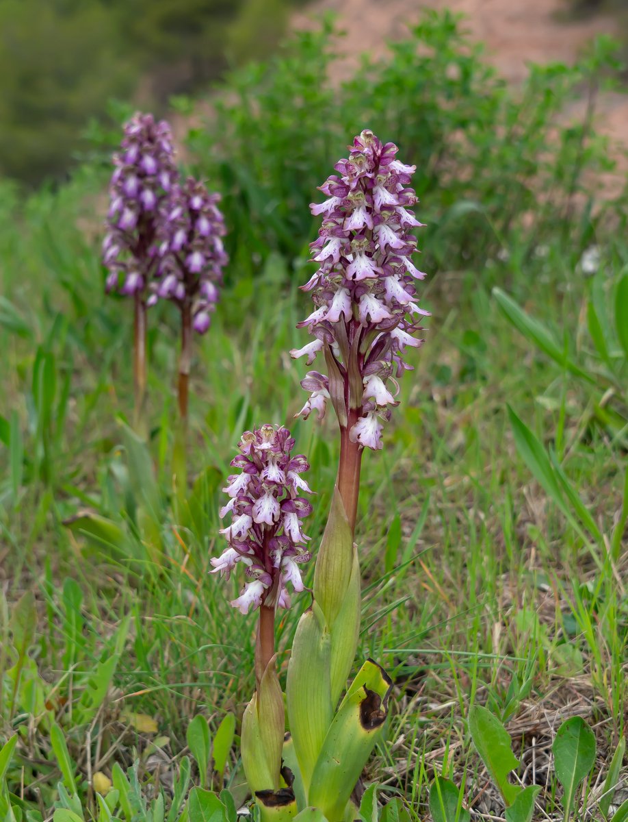 Unes quantes #barlies #mosquesgrosses a #jorba #anoia #orquídies @OrquidiesA #himantoglossumrobertianum #wildorchids #orchids #orquídeas #primavera #urbanorchids #orchid #orquideasibericas