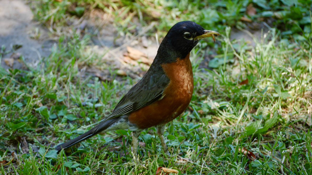 BirdsandBuildi1's tweet photo. An American Robin with lunch. 
Shot on 6/12/2020
#birdphotography #americanrobin #NaturePhotography #Astoriapark #birds #shotonlumix #lumixg7 #newyorkcity #astoria https://t.co/3vTTy2Iavx
