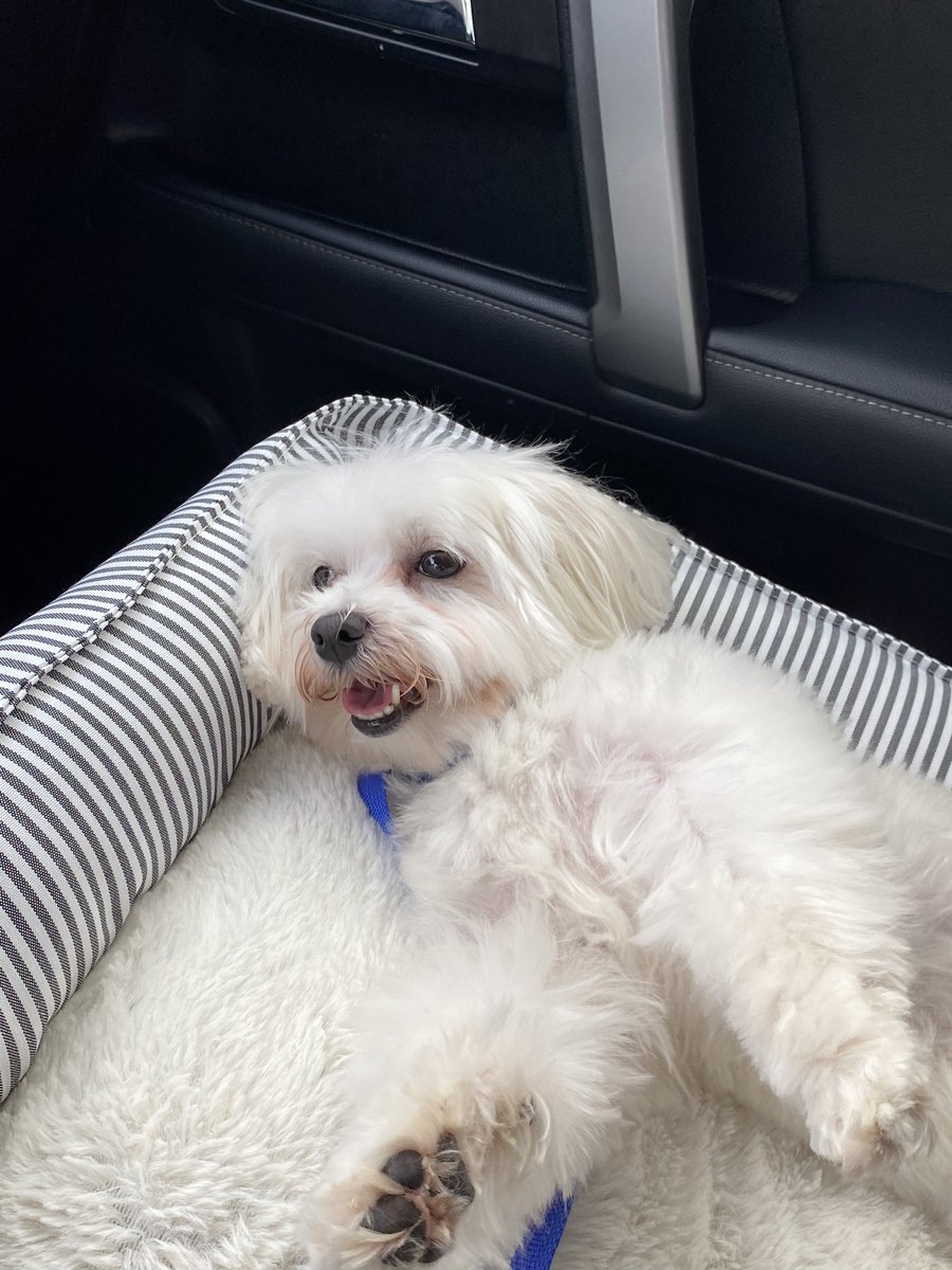 linzclem's tweet image. The beauty salon wore him out! #lifeofmax #malteselove