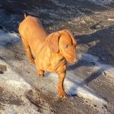 millypod1's tweet photo. 🆘25 MAR 2021. MINNIE #STOLEN #ScanMe 
Dachshund Female #SausageArmy #REWARD
Sandy Lane #Lowton #Warrington #Cheshire #WA3 
SIGHTINGS PLZ ☎️07943730930/ 07434112886
https://t.co/JPqCjpCKzP https://t.co/ElvrwbePhr