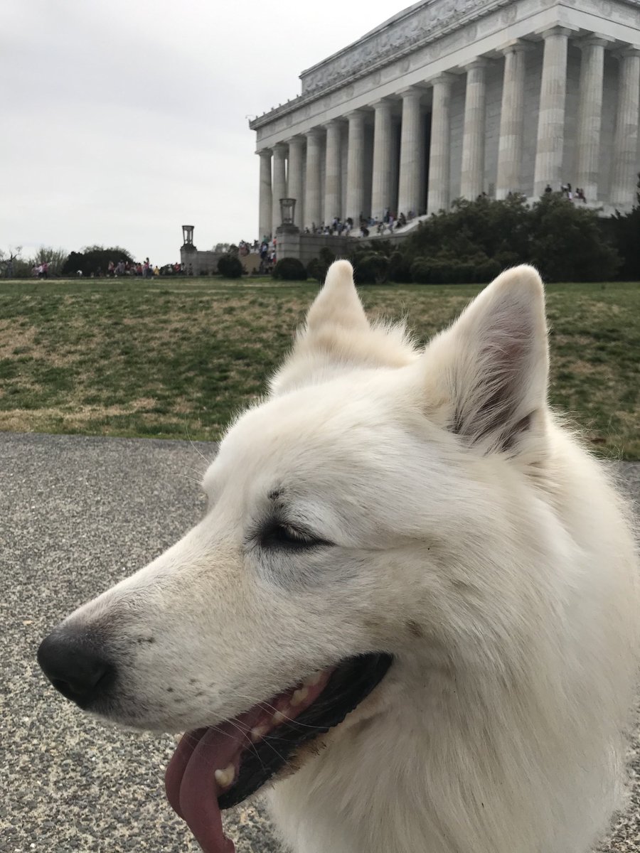 AskMarco3's tweet photo. My human is teaching me American Studies. 🇨🇭🐕❤️ https://t.co/z7sTrQUL3Q