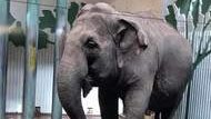 .@doniveson A personal ✍️ of concern by @Cher @ftwglobal on 🐘 #Lucy at EdmontonValleyZoo requesting your support in sending an independent 🐘 expert to diagnose her respiratory condition. This would be @ no cost to @CityofEdmonton. Pls consider!