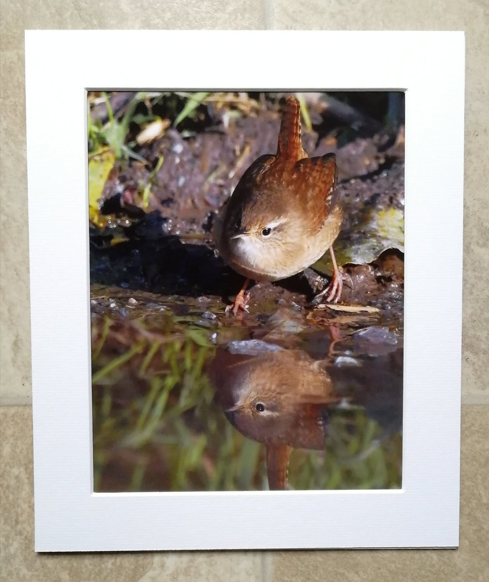 'Wren reflection' 10x8 mounted print.  You can buy it here; https://www.carlbovis.com/product-page/wren-reflection-10x8-mounted-print 