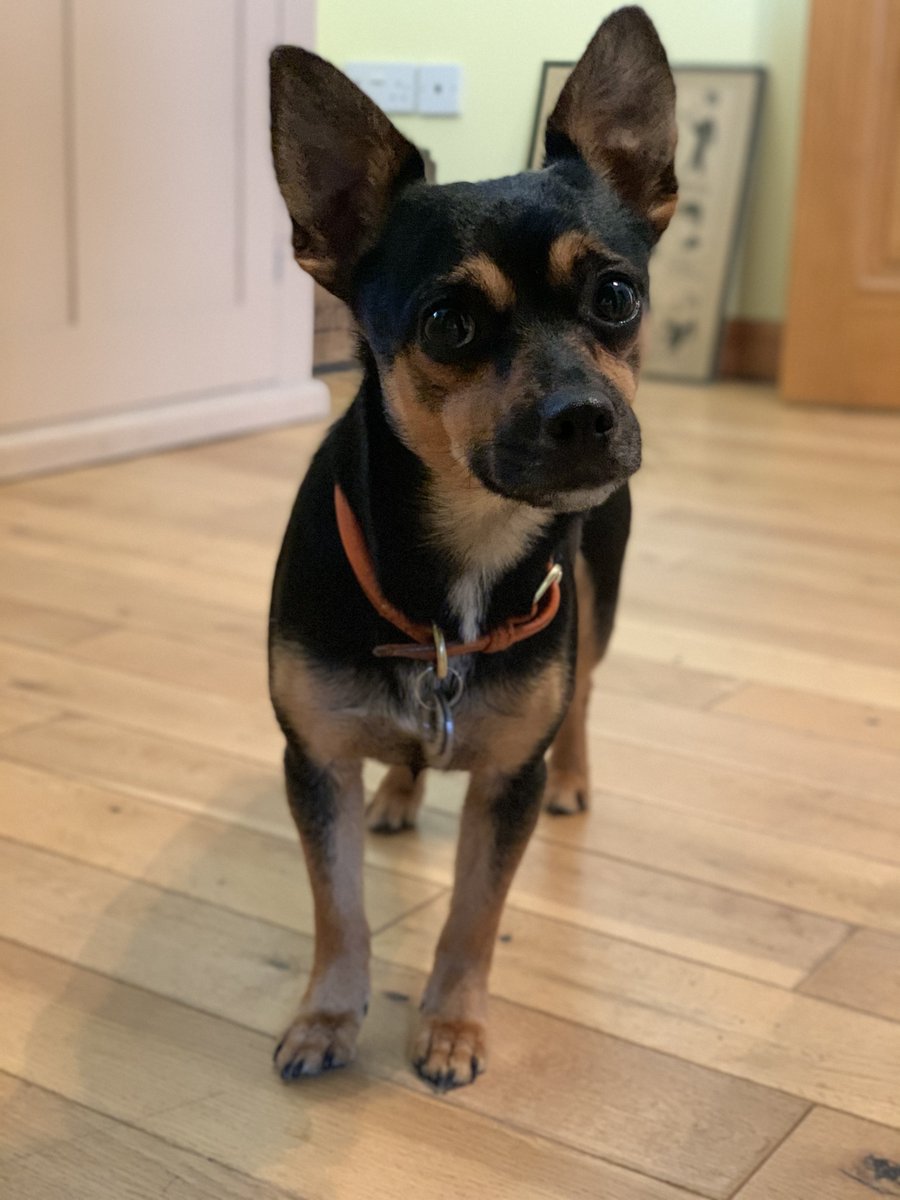 Look at it. Adorable? No! Arsehole.