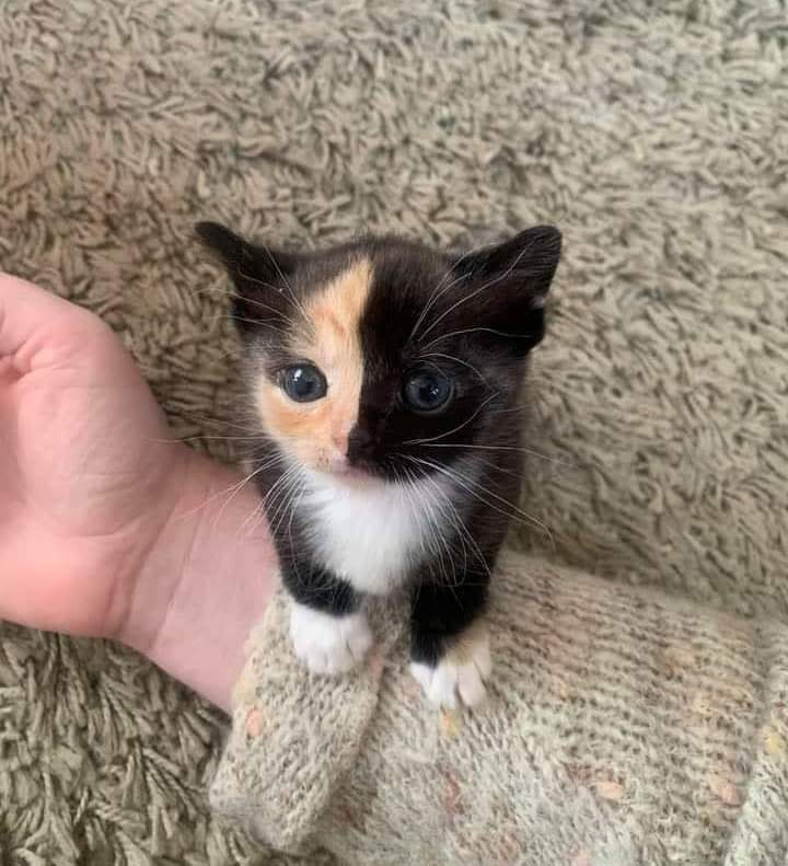 ✨ Gatitos que curan tu depresión ✨ tweet media