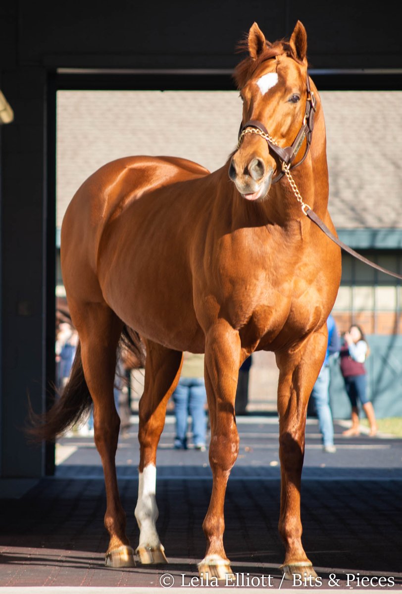 It's #StallionSaturday, so please enjoy #Mendelssohn, #PracticalJoke, and #AnimalKingdom.