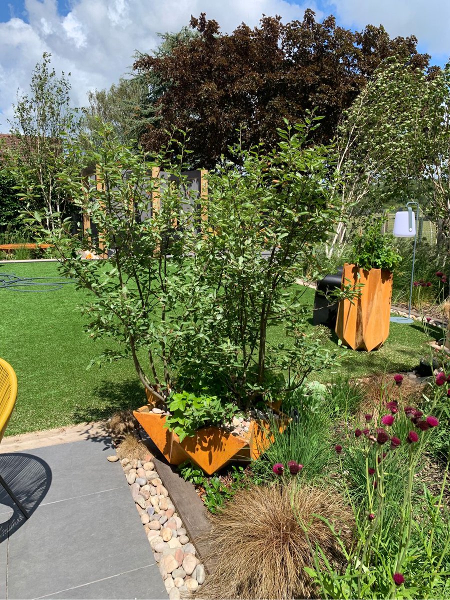 mchljhnmcgrr's tweet photo. Amelanchier underplanted with Alpine strawberries in Adam Christopher pots. Our client sent us this picture which makes it extra special. The claret Cirsium also in full bloom.

#amelanchier #alpinestrawberries #containers #cirsium #landscapedesign #gardendesign #permaculture https://t.co/sf32FzjkNs