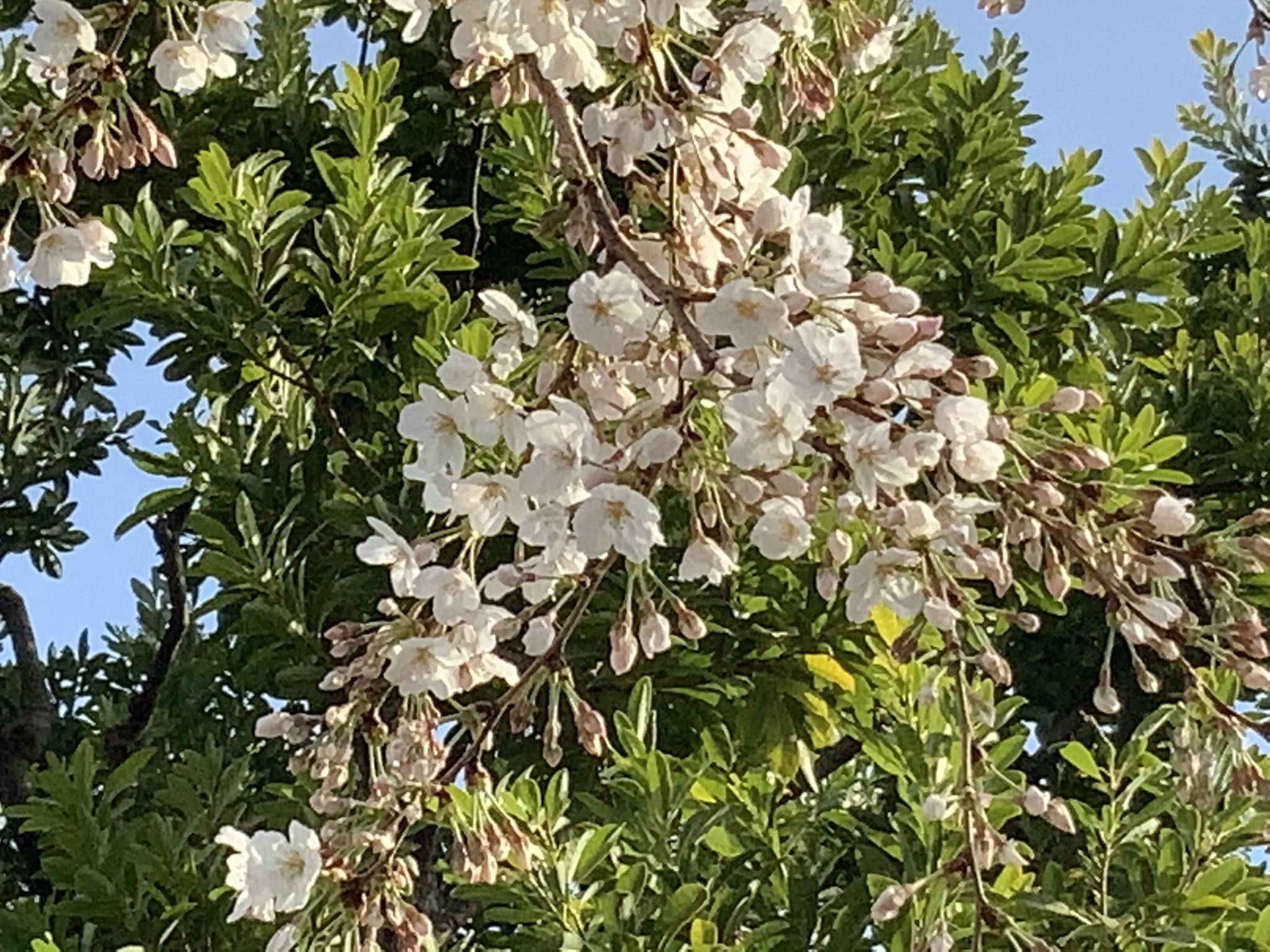 Bird Al Twitter Geminimiityan おはようございます 天気はイマイチですが ハッピーサンデー 今日も宜しく いい事 沢山ありますように Twitter