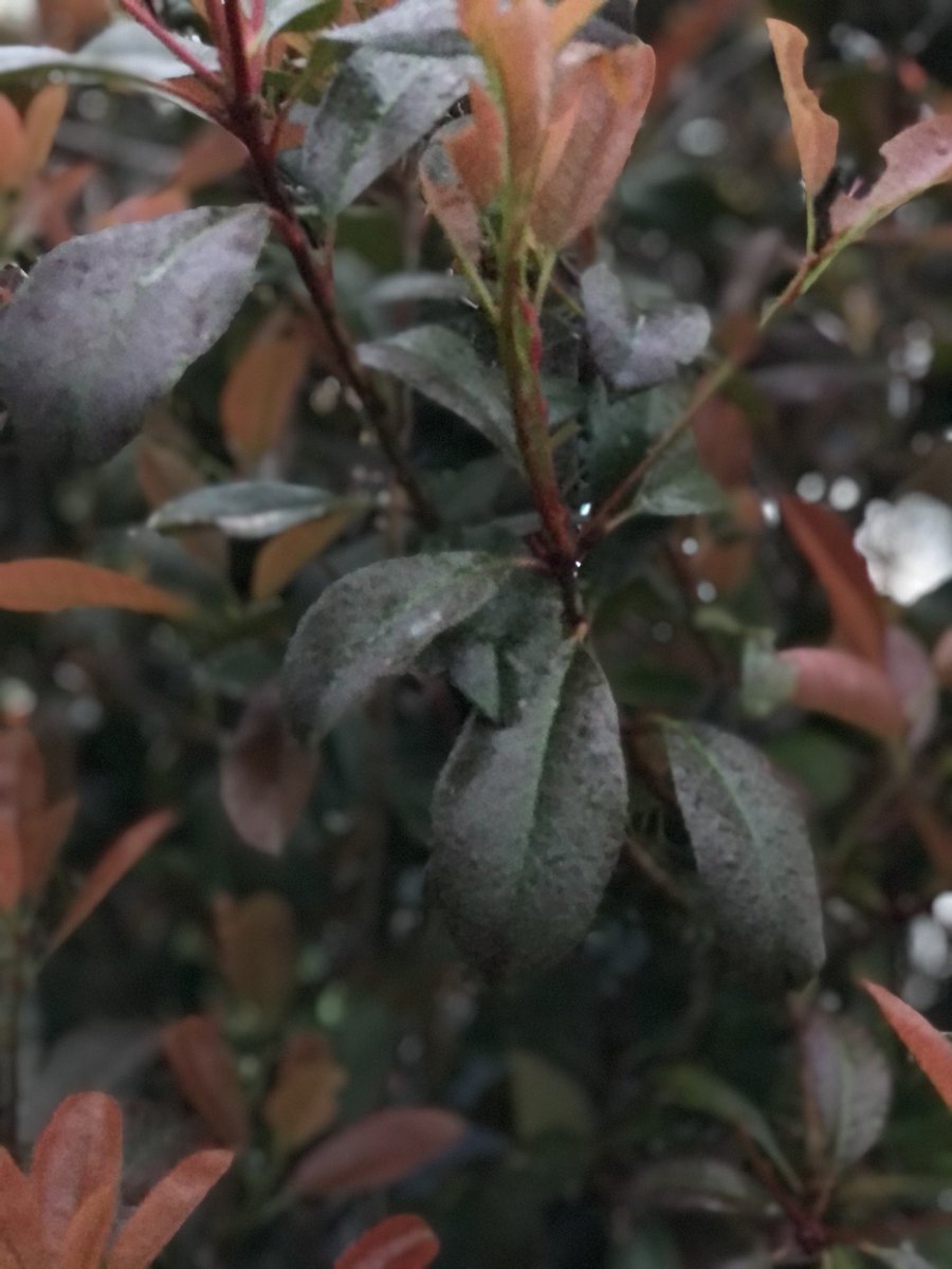 JackpotNick's tweet image. The #Redtips are all about the leaves