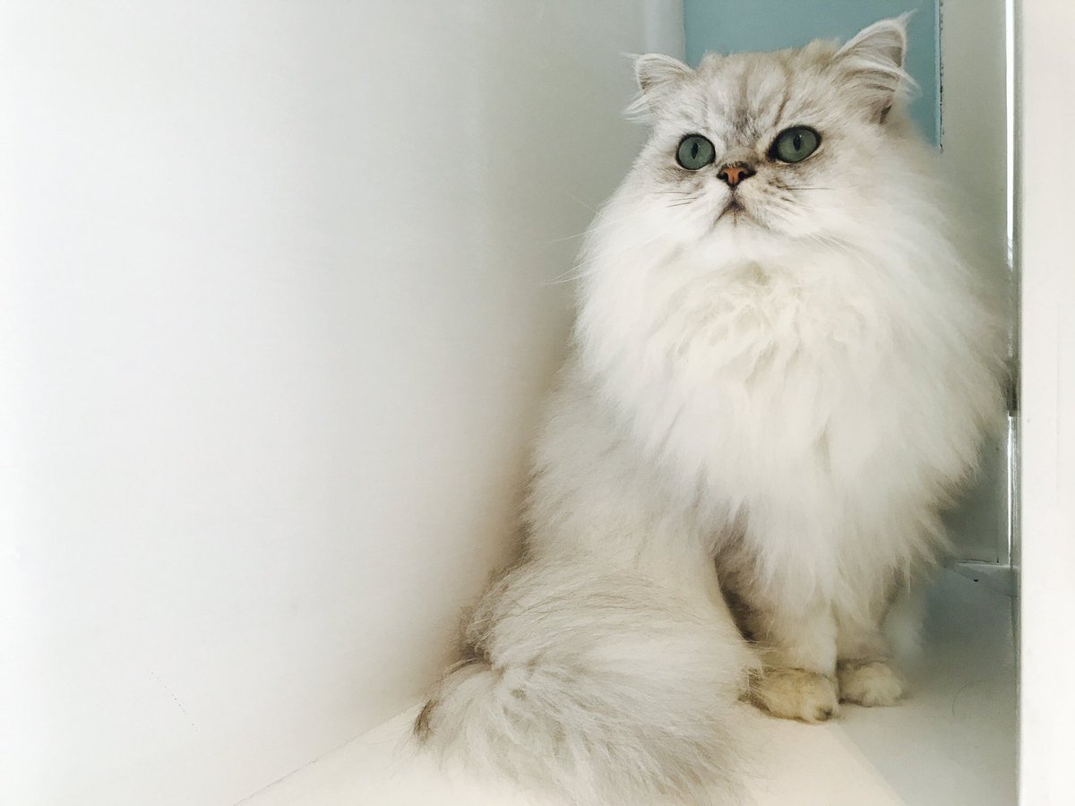 catcafereviews's tweet photo. @maisondemoggy My fave!!😍 https://t.co/CH5Aaq4hdn