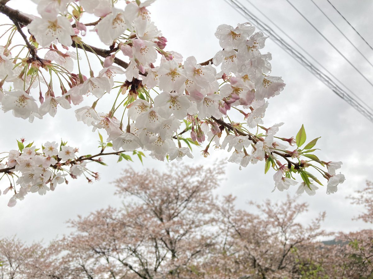 あさくら観光協会 公式 桜 情報 甘木公園 の ソメイヨシノ は今朝の雨で結構散ってしまいました でも 次は 八重桜 と ツツジ が咲き始めていますよ 朝倉市 福岡 あさくらいふ あさくら桜