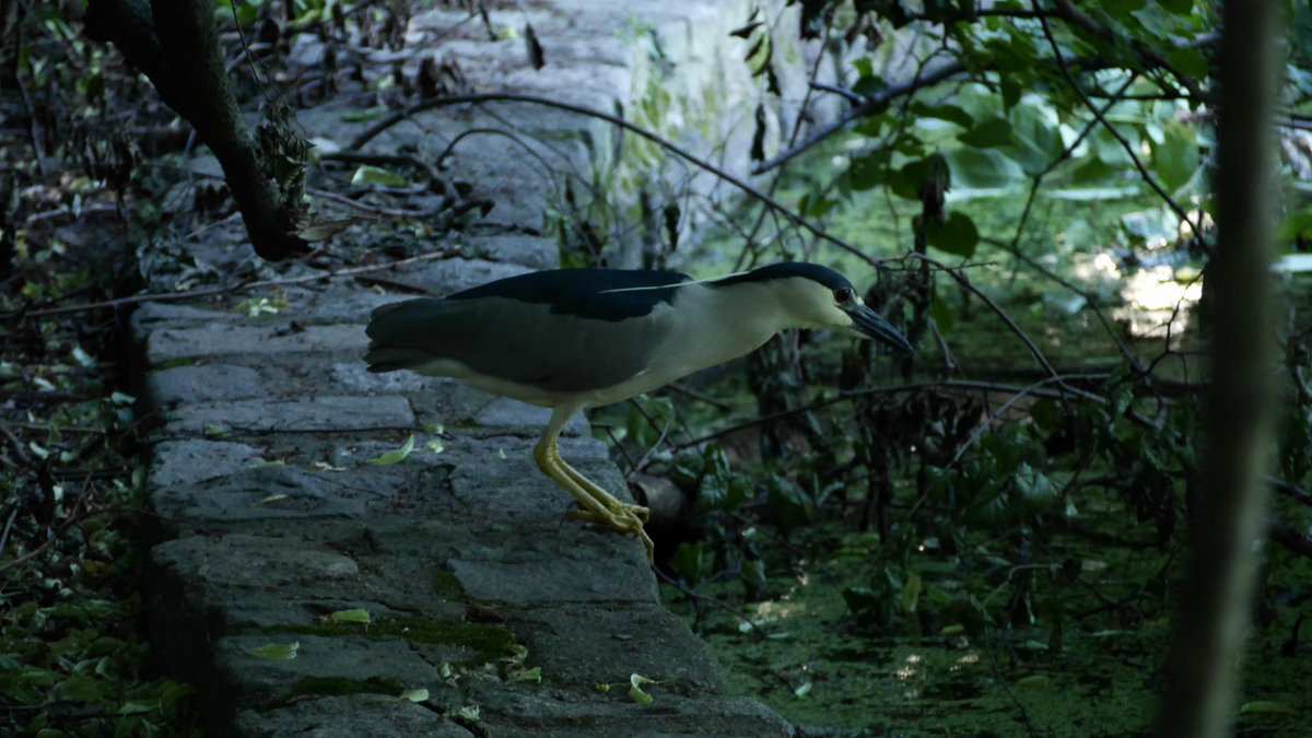 BirdsandBuildi1's tweet photo. Black-crowned Night Heron in prospect park. 
6/16/2020
#birdphotography #birdwatching #blackcrownednightheron #prospectpark #shotonlumix #LumixS5 https://t.co/AjrhbsoUWf