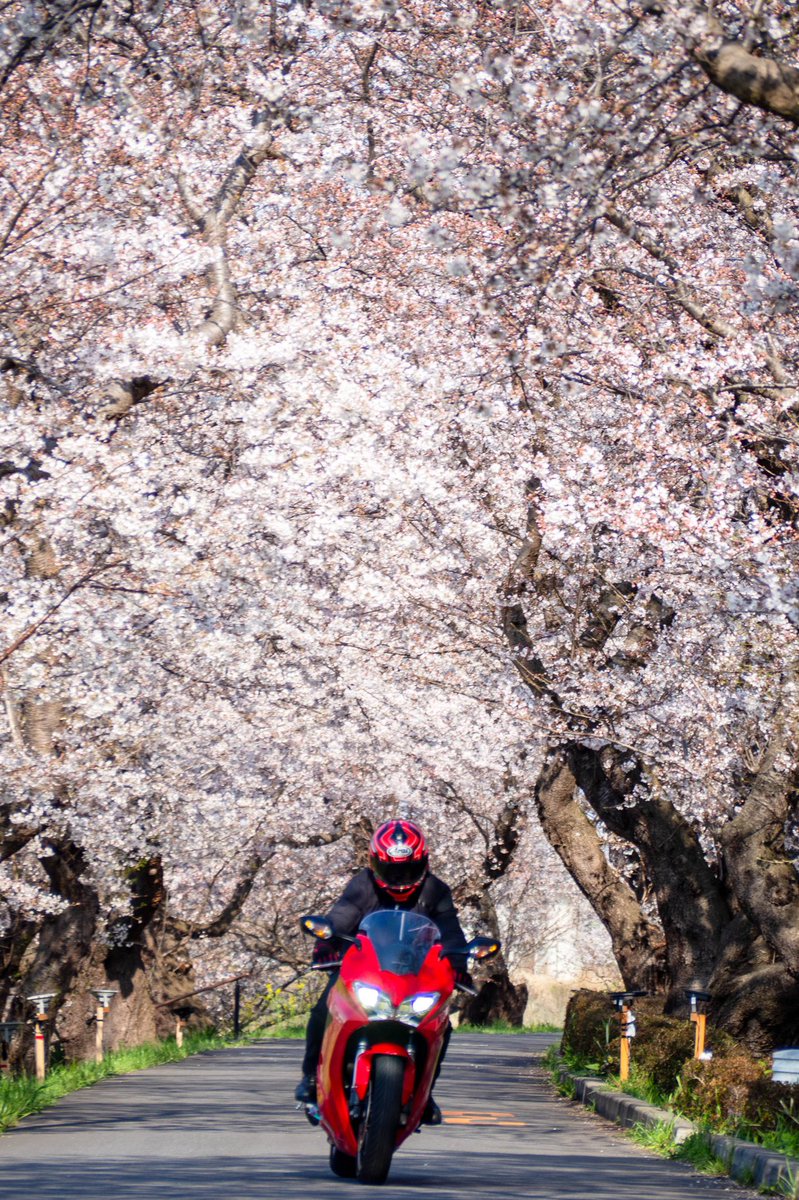 nag0516's tweet photo. 心が踊った瞬間でした。#桜のトンネル #バイクのある生活 #VFR800F https://t.co/UJmW99TEJR